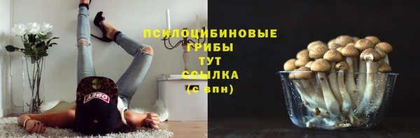 стаф Арсеньев